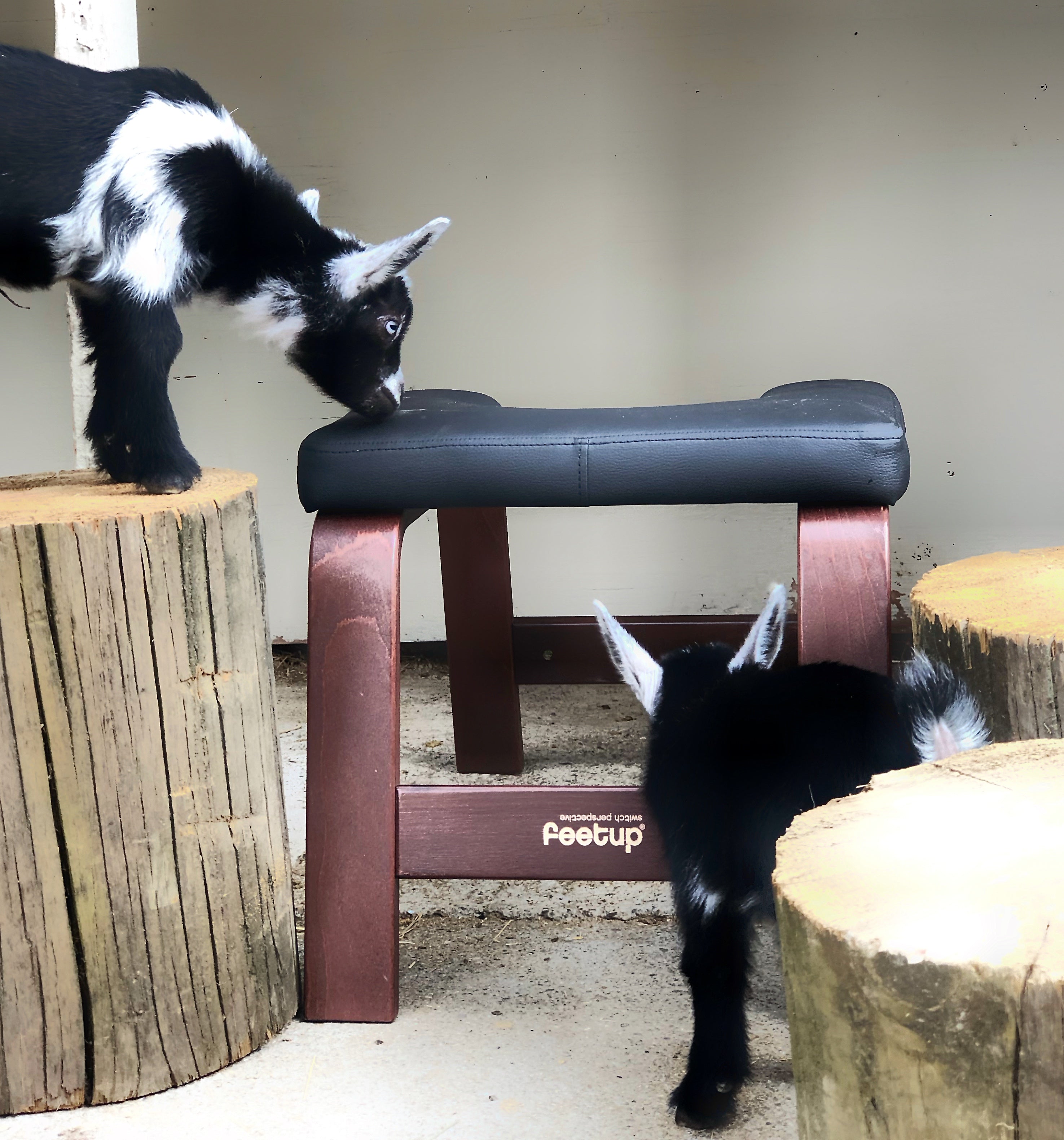 What Does it Mean to be Ethically Vegan?